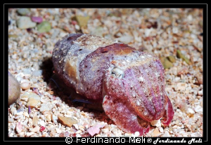 Mimetism of a cuttlefish. by Ferdinando Meli 